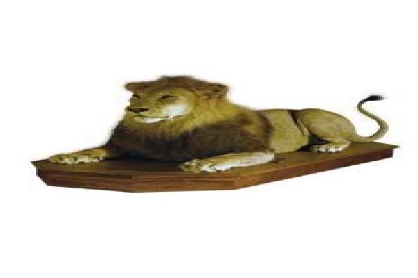 Magnum Taxidermy