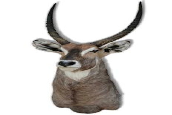 Magnum Taxidermy