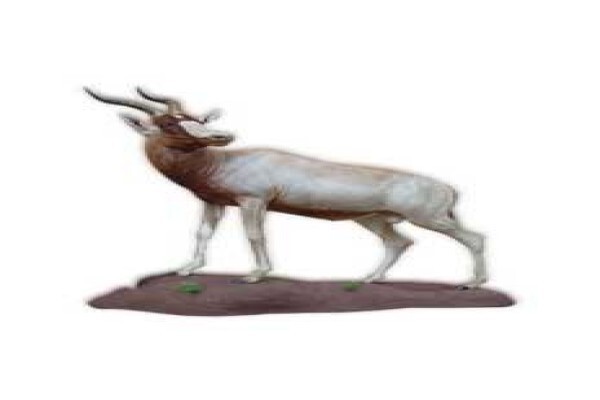 Magnum Taxidermy