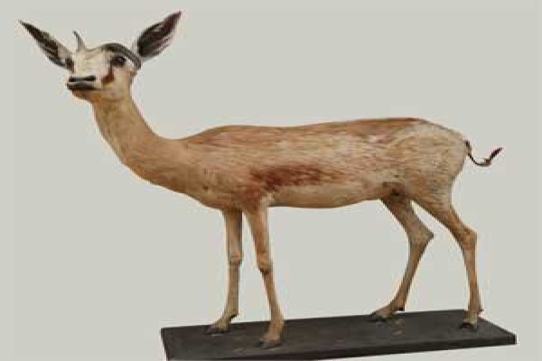 Magnum Taxidermy