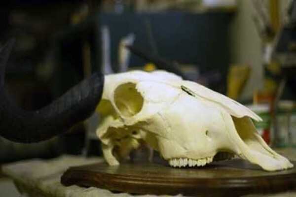 Magnum Taxidermy
