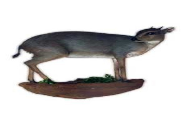 Magnum Taxidermy