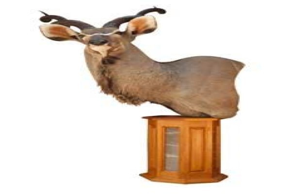 Magnum Taxidermy