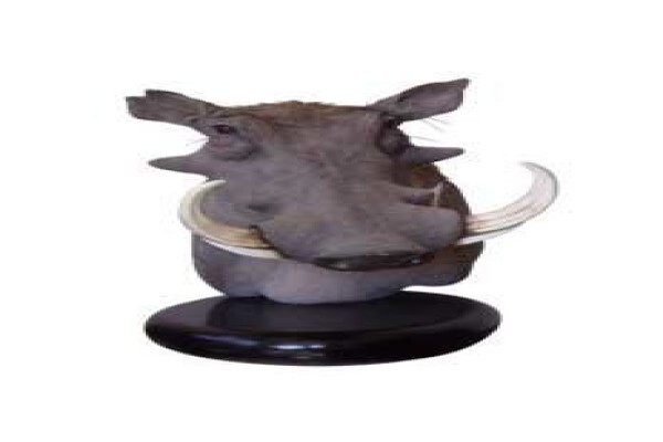 Magnum Taxidermy
