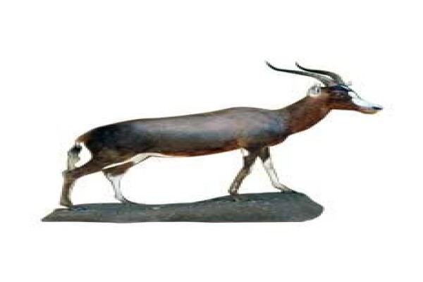 Magnum Taxidermy