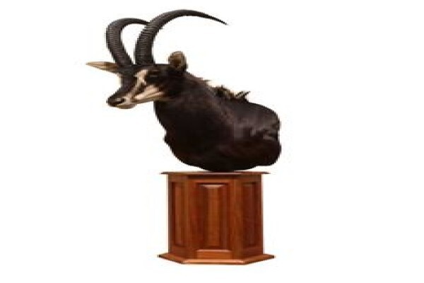 Magnum Taxidermy