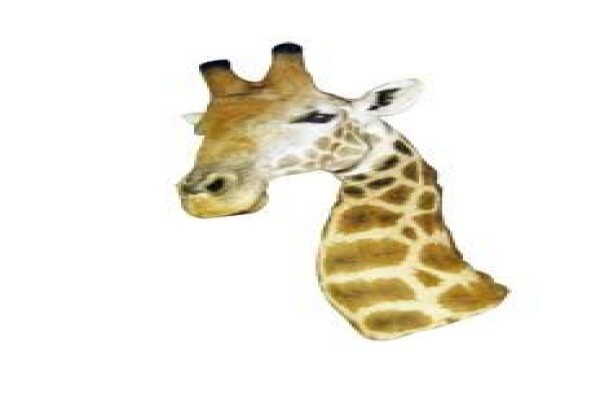 Magnum Taxidermy