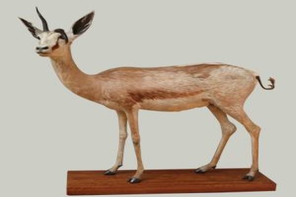 Magnum Taxidermy