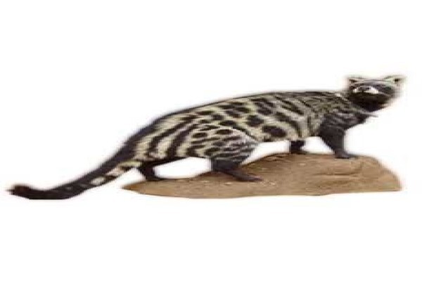 Magnum Taxidermy