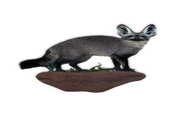 Magnum Taxidermy