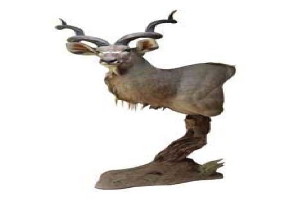 Magnum Taxidermy