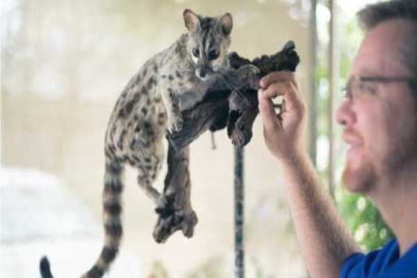 Magnum Taxidermy