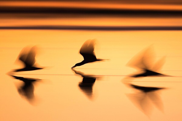 Hph Publishing