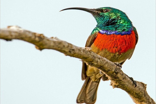 Maritzburg Camera Club