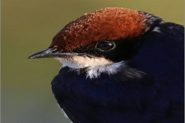 Maritzburg Camera Club