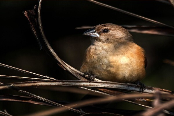 Maritzburg Camera Club