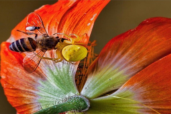 Maritzburg Camera Club
