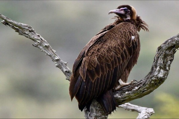 Maritzburg Camera Club