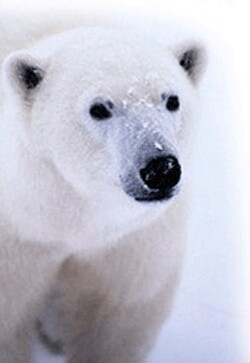 Alaska Enterprises