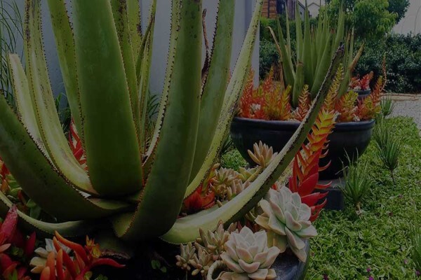 Living Green Landscapes Cc