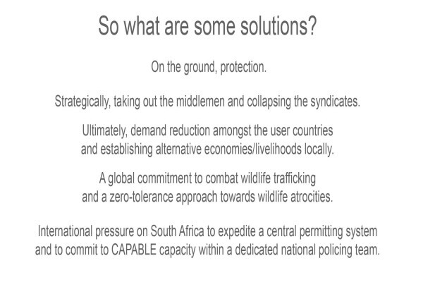 Stop Rhino Poaching