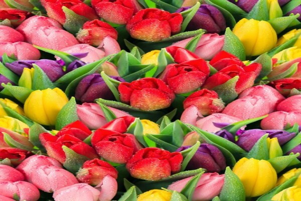 Twiggs Florist