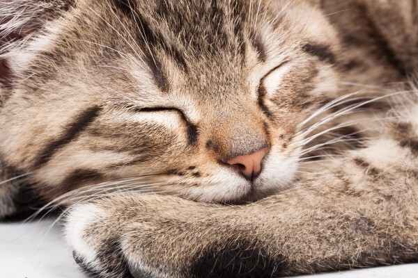 Twisted Whiskers