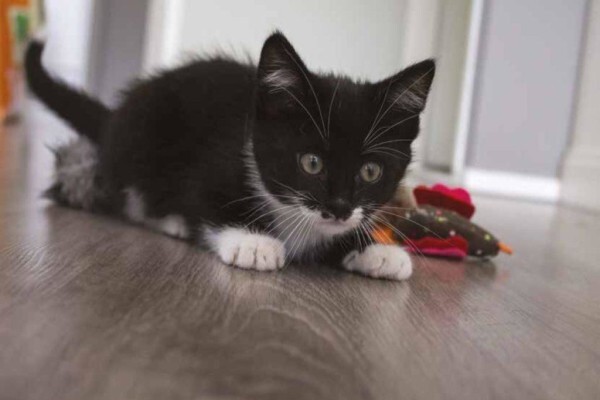 Twisted Whiskers