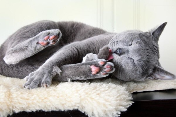 Twisted Whiskers
