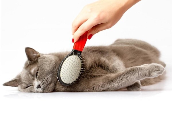 Twisted Whiskers
