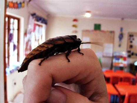 Jeepers Creepers Kids Parties