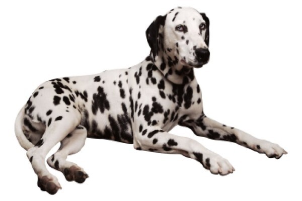 Petland