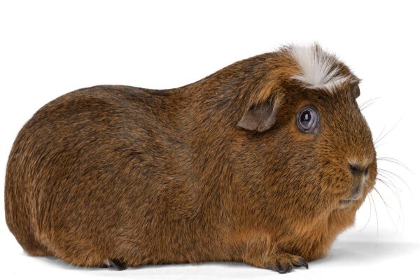 Petland