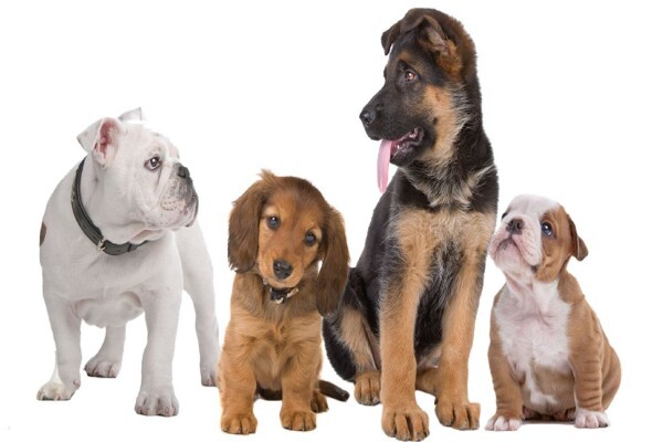 Petland