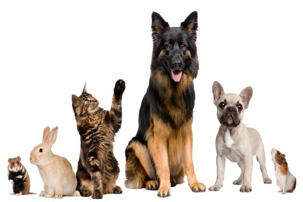 Petland