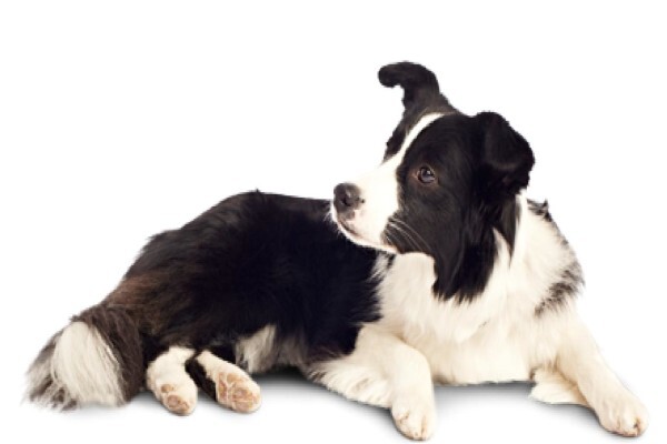Petland