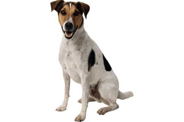 Petland