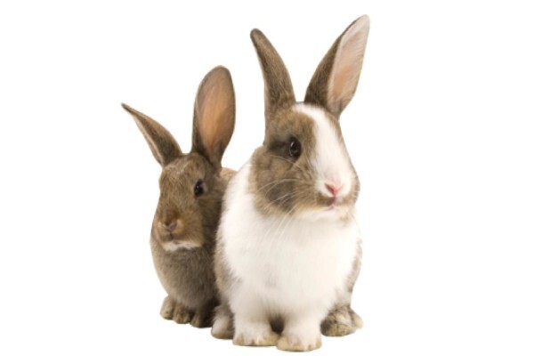 Petland