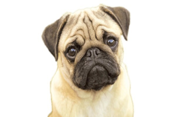 Petland