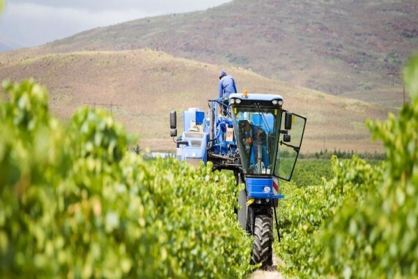 Bc Wines