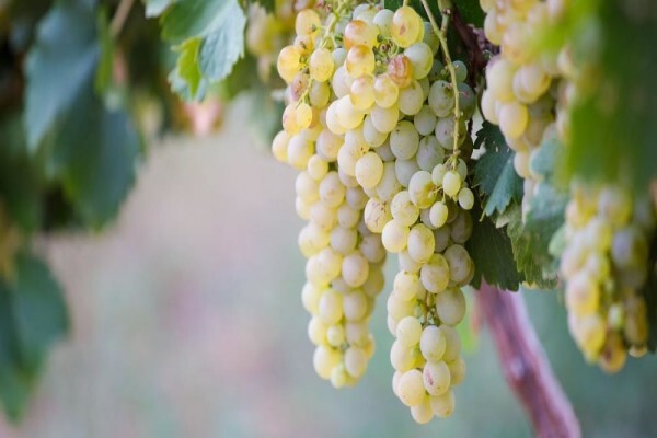 Bc Wines