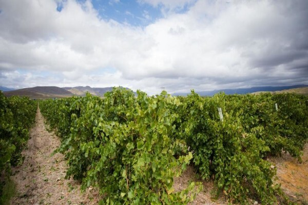 Bc Wines