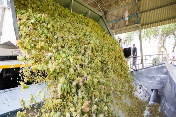 Bc Wines