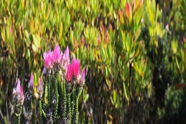 Hermanus