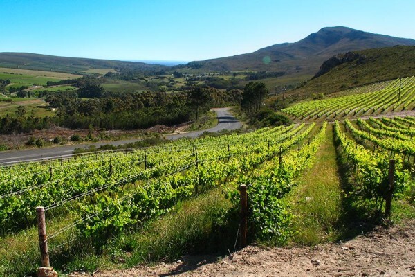 Hermanus