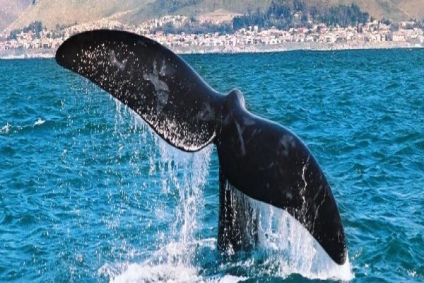 Hermanus