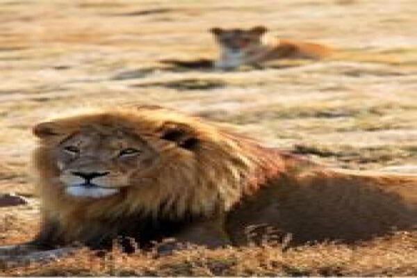 Wild African Lodge Management