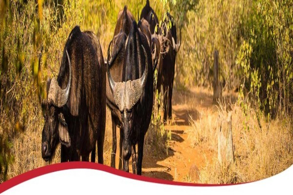Living On Vaal Real Estate