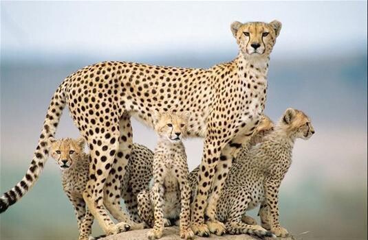 Cheetah Properties:Eiendomme