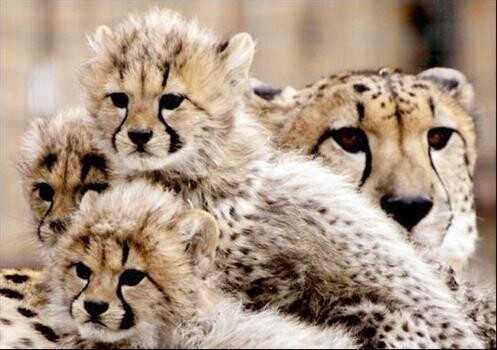 Cheetah Properties:Eiendomme